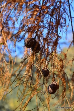 dernières automne,givre,chat 067.JPG