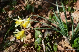 bouquet,pt jonquilles,bord Dordogne 084.JPG