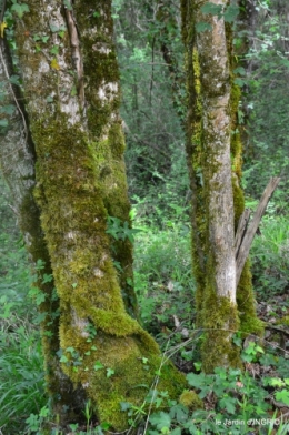 jardin,st Astier,colline 046.jpg