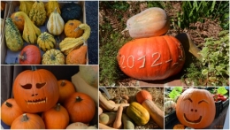2012-10-25 automne,troc2012,Mouleydier,serre1.jpg