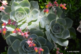 jardin,papillons,Cadouin,légumes,Sophie, 085.JPG