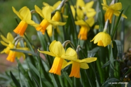 jonquilles