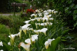 Roses du jardin,soirée Monpazier,puces Eymet 182.JPG