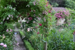 jardin,potager,roses,sauges 005.JPG