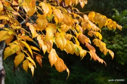 couleurs d'automne,bouquet,lune 084.JPG