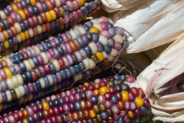 23246036-maïs-coloré-close-up.jpg
