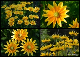 2015-06-18 jardin,les filles,gerbera,Lalinde1.jpg