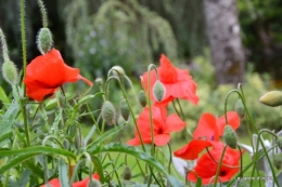 fete des fleurs Lalinde ,Cadouin,les printanières ,jardin 109.JPG