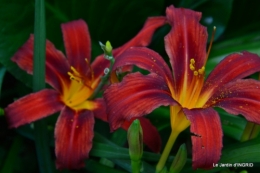 jardin,les filles,gerbera,Lalinde 083.JPG