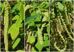2016-08-21 jardin,coeur des fleurs,potager,2.jpg