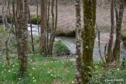 jonquilles dans les bois 027.JPG