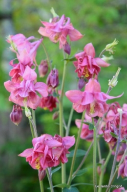 Ciron,pivoine,escargot,jardin,ancolie,glycine 188.JPG
