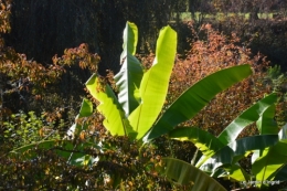 Automne au jardin 015.JPG