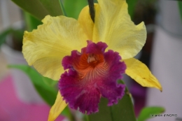 canal,jardin,Mombazillac,bonzais,orchidées 190.JPG