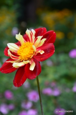 l'orage,dahlias,copines,jardin,sauges 014.JPG