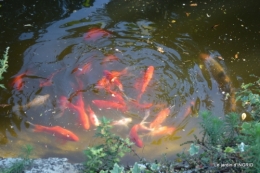 bordures,sophie,pompiers,jardin 006.JPG