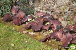 hélébores,la haie,l'osier,la lune,jardin 003.JPG
