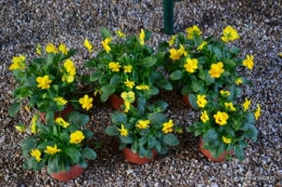 jardin Mme Perichou,grandes fleurs,bouquet,jardin 145.JPG