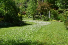 coquelicot,tonte paquerettes,Julie,jeux 043.JPG