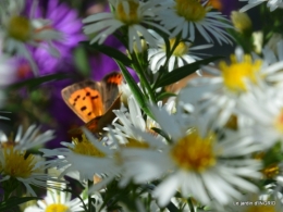 papillons,couleurs d'automne,Bernadette,pluie 025.JPG
