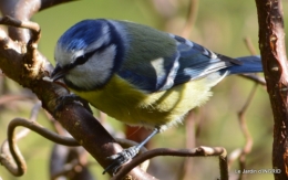 les oiseaux ,2 partie 023.JPG