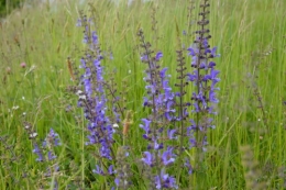 serre,iris,ancolie,iriseraie Papon,moulin 090.JPG
