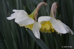 jonquilles,aubriétia,pervenche,primevères,lamier,crocus,violettes,cognassier du japon,euphorbe myrsinittes,prunus sauvage