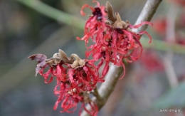 chez Maryse,pour tableaux,jardin 2013 034.JPG