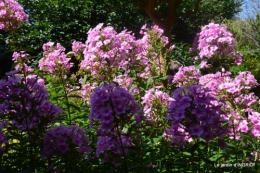 l'ange,puces Cadouin,Romane,piscine,phlox,échinacéas 142.JPG