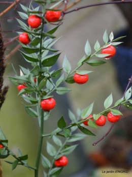 premières fleurs février,la pluie,la fauvette,hélébores 089.JPG