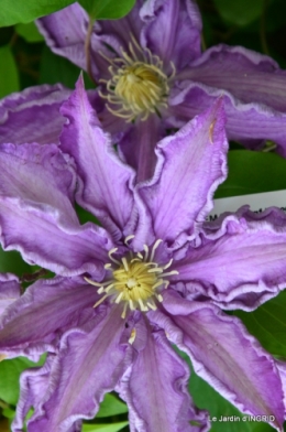 Fouleix,marguerites,hostas 092.JPG
