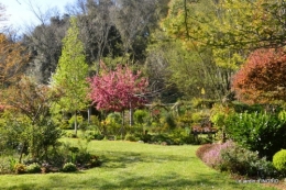 jardin confiné ,osier,magnolia jaune 135.JPG