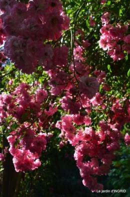 jardin pluie,Inès,Bébés cygnes,bouquet,canal 091.JPG