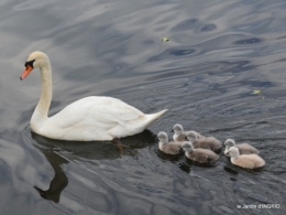 bébés cygnes,iris,clématite 021.JPG