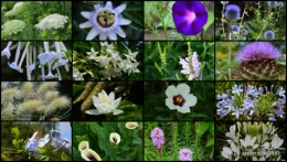 2014-07-07 tableau,jardin,centre de table,les bégos,Cadouin,DALY,Mouleydier2.jpg