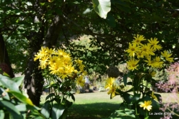 jardin,puces Lasmonzie,asters 128.JPG