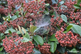 brouillard le matin d'automne 124.JPG
