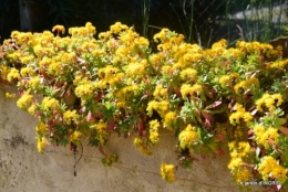 cygnes,osier ,printemps,jardiland 075.JPG