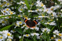 papillons,Lalinde,jardinseptembre,bouquet 073.JPG