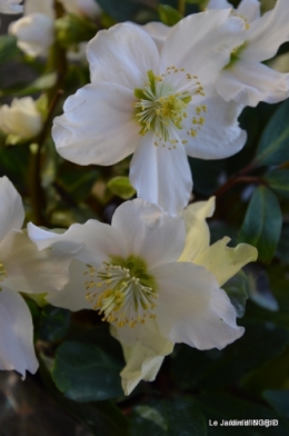 janvier,jasmin,jardin,décès Papy, 025.JPG