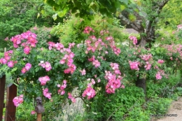 roses,poule d'eau,bébés cygnes, 060.JPG
