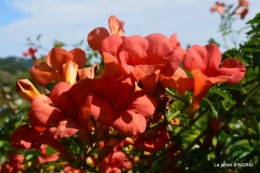 bambous Roque Gageac,jardin,bouquet 228.jpg