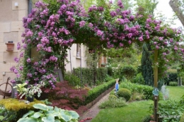 tour du jardin en juin 030.JPG