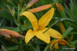 Fouleix,marguerites,hostas 016.JPG