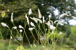 chez Willy,jardin 061.JPG