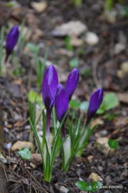 février,perces-neiges,hamamélis,paquerettes 040.JPG