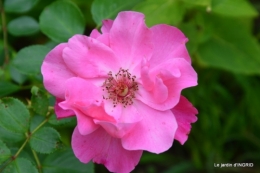 jardin,papillons,anniversaire d'Ines,bricolage 082.JPG