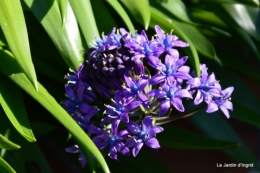 géraniums,glycine Monpazier,cabane,arums,fleurs sauvages 034.JPG