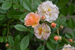 mai au jardin,les filles 010.JPG