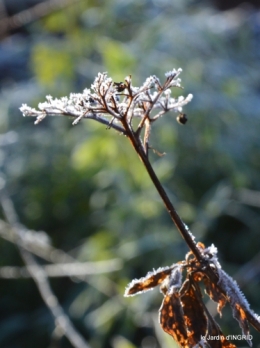 Mompazier,oiseaux,givre 096.JPG